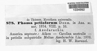 Phoma petiolorum image